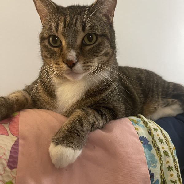 adopt Teddy (& Tabby)