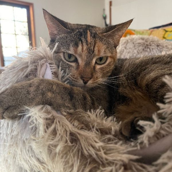 adopt Tabby (& Teddy)