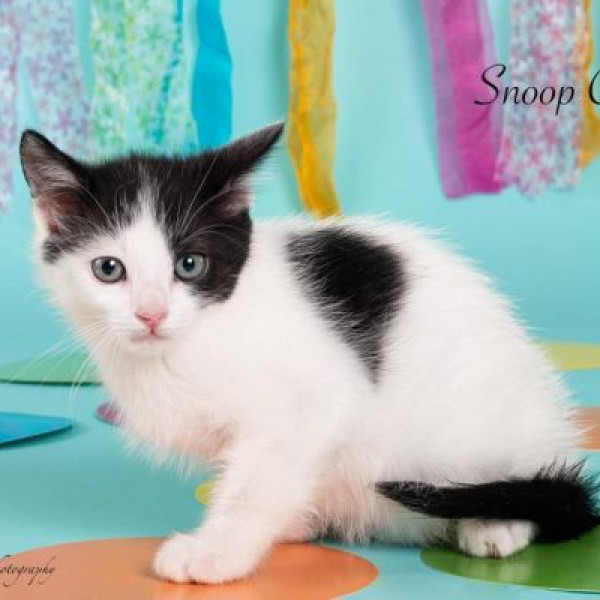 adopt Snoop Cat