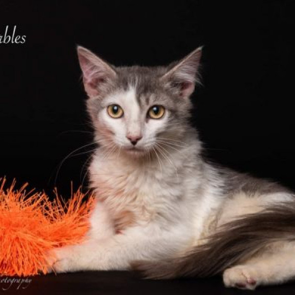 adopt Marbles