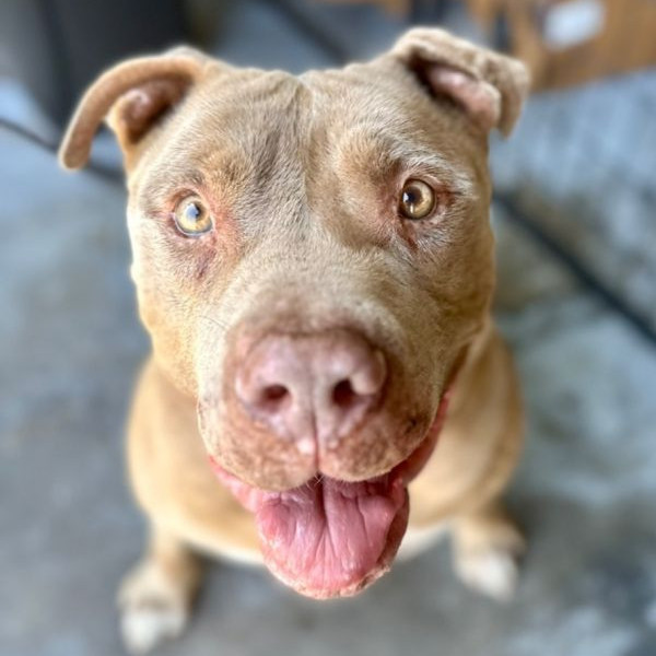 adopt Teddy - Adopt Me!