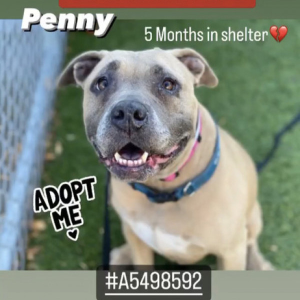 adopt Penny