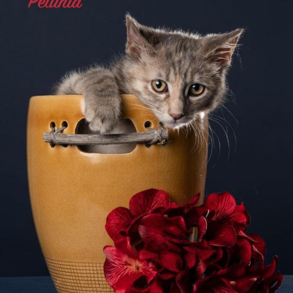 adopt Petunia