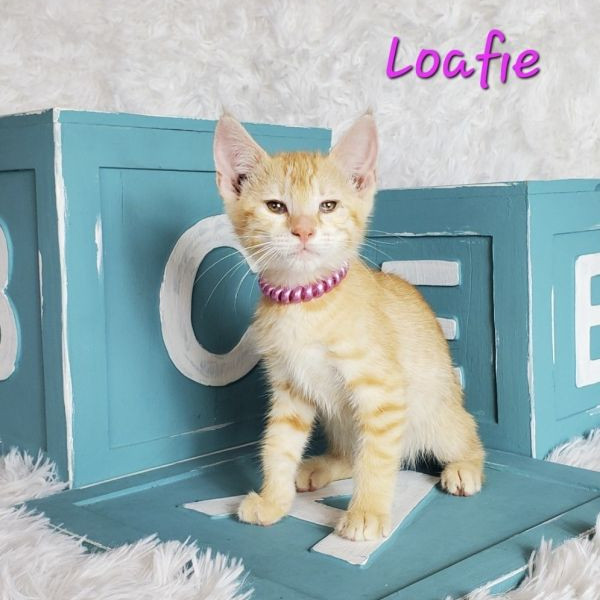 adopt Loafie