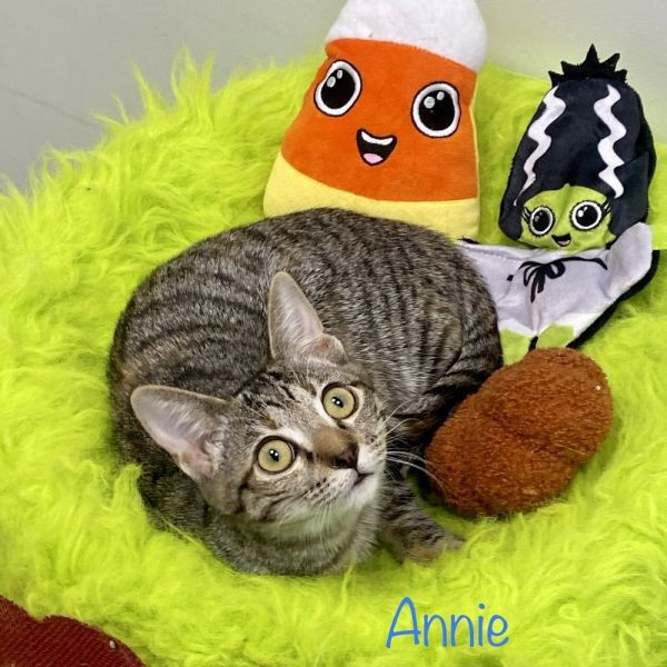 adopt Annie