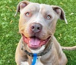 adopt Kenny - Foster or Adopt Me!