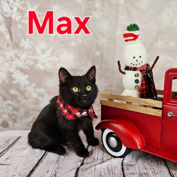 adopt Max