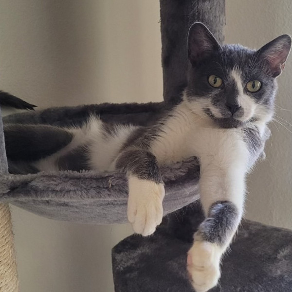 adopt Delbert