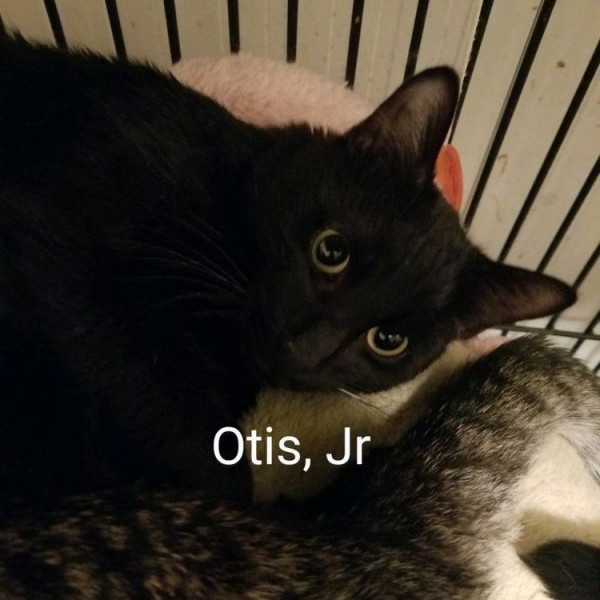 adopt Otis jr