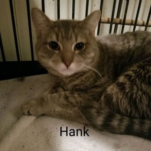 adopt Hank