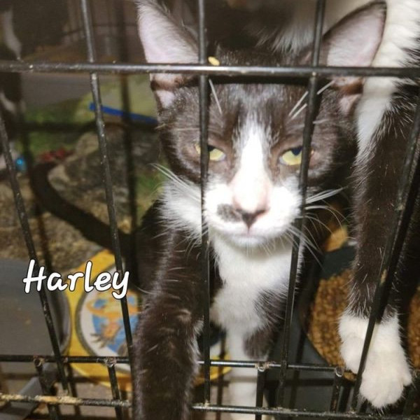 adopt HARLEY