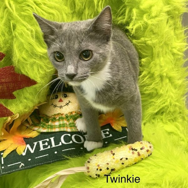 adopt Twinkie