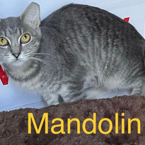 adopt MANDOLIN