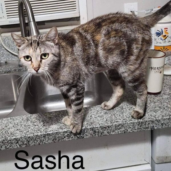 adopt SASHA