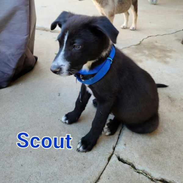 adopt Scout