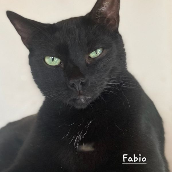 adopt Fabio