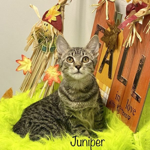 adopt Juniper