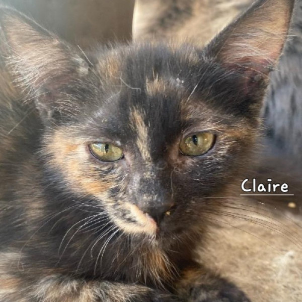 adopt Clair