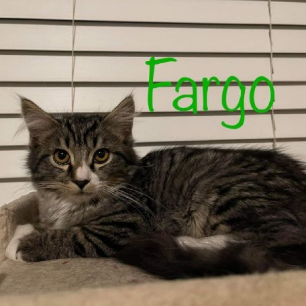 adopt Fargo