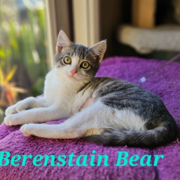 adopt Berenstain Bear