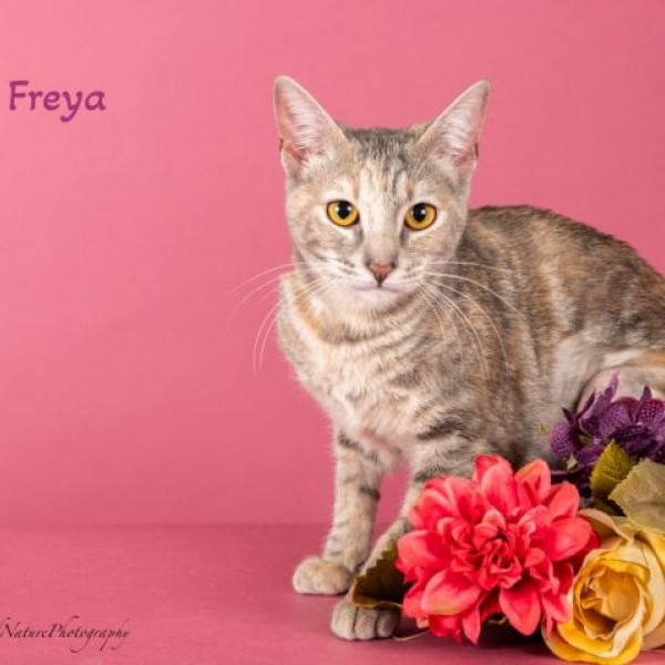 adopt Freya