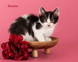 adopt Domino