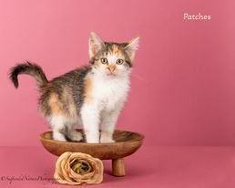 adopt Patches