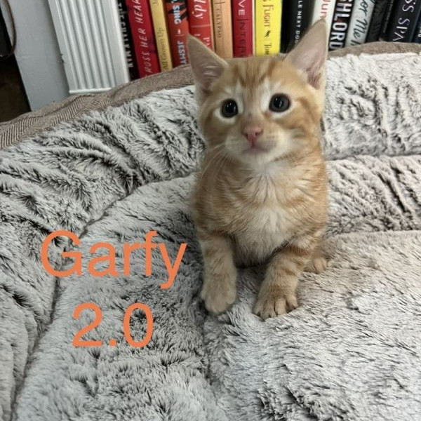 adopt Garfy 2.0