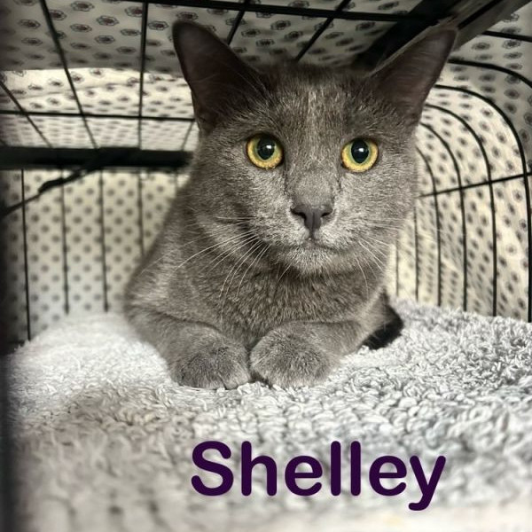 adopt Shelley