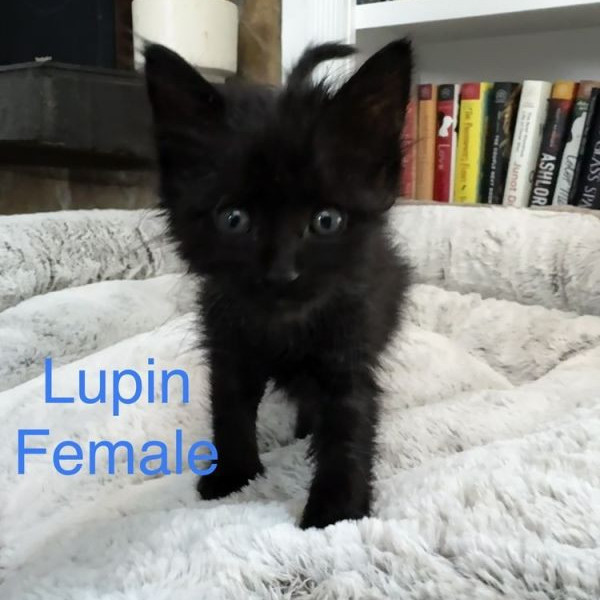 adopt Lupin