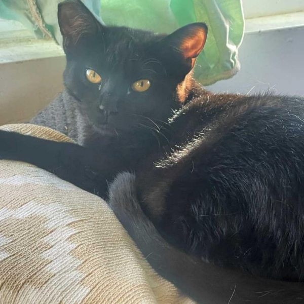 adopt Purrcilla Pawsley