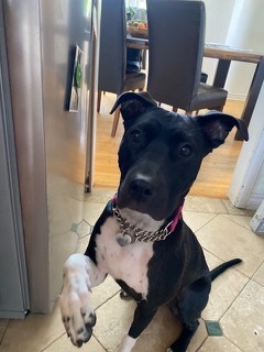 adopt Mollie