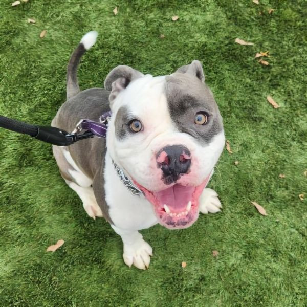 adopt Levi - Adopt Me!