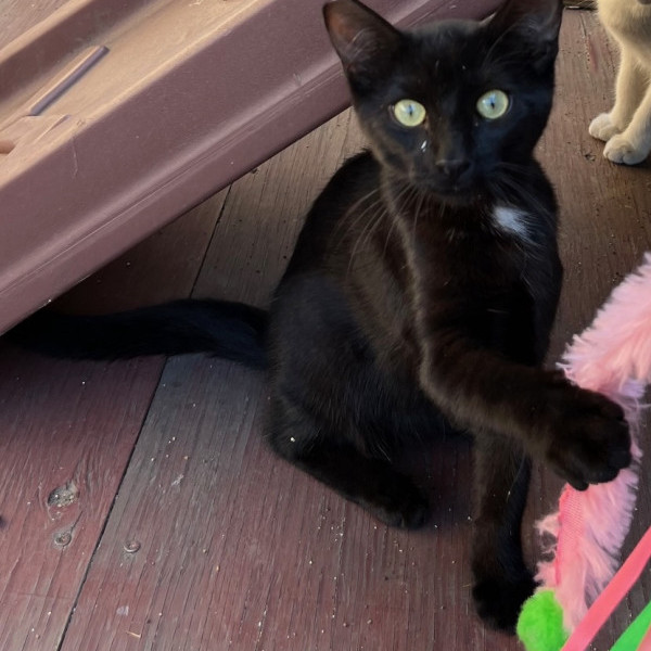 adopt Cody