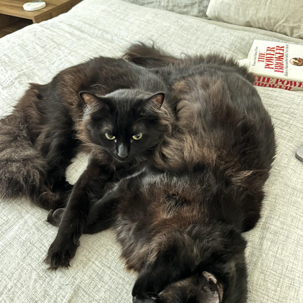 adopt Pickle and Pepper