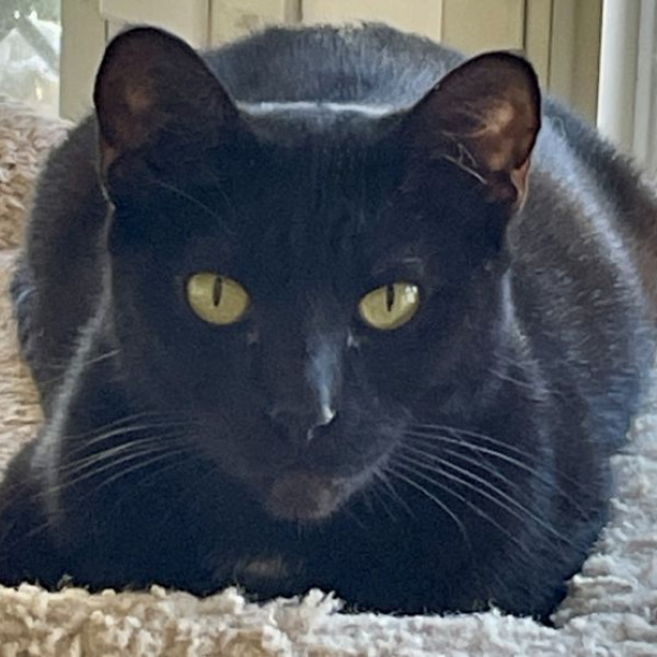 adopt ESTRELLA