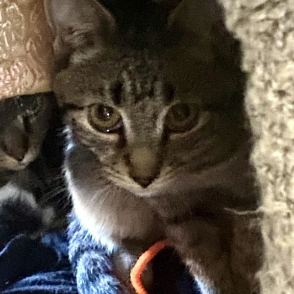 adopt Jiminy Cricket