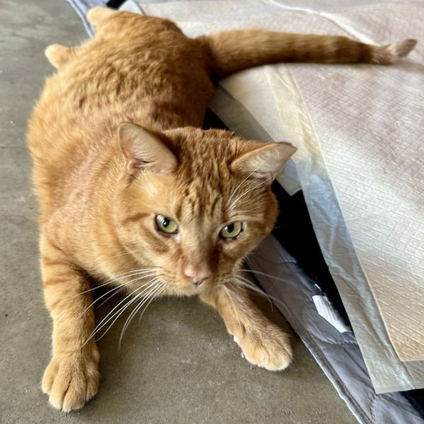 adopt Rogelio De La Vega