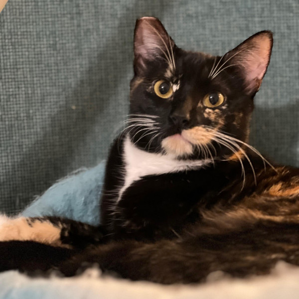 adopt Adelaide