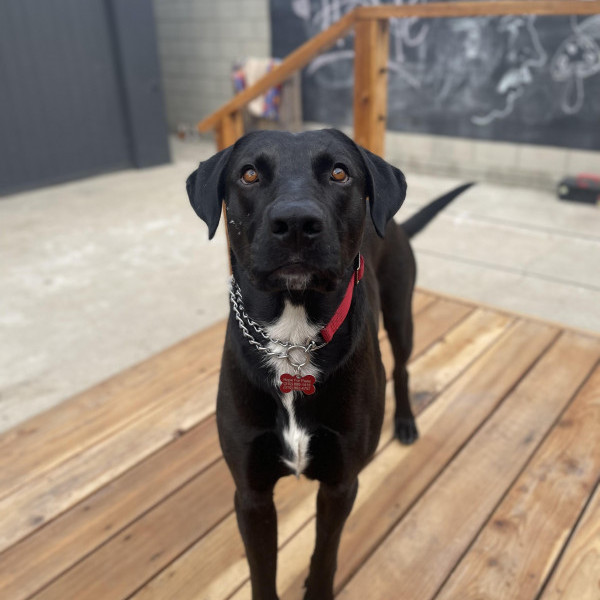 adopt Pongo