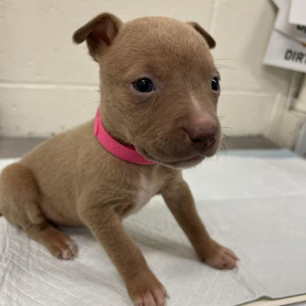 adopt Blair (Pink)