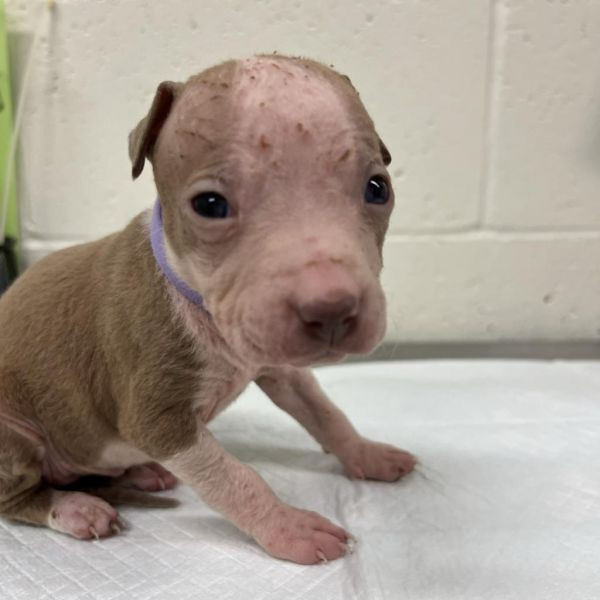 adopt Natalie (lavender)