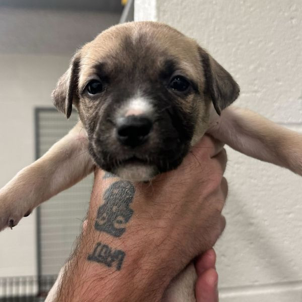 adopt Comet (seafoam collar)