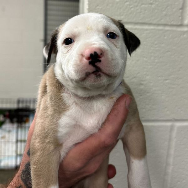 adopt Dancer (purple collar)