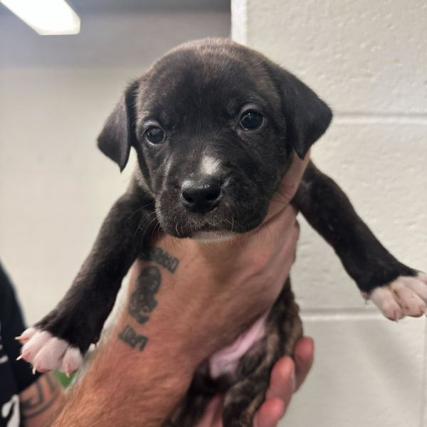 adopt Prancer (green collar)
