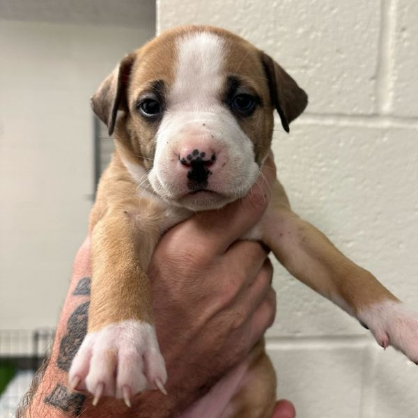 adopt Blitzen (Pink collar)