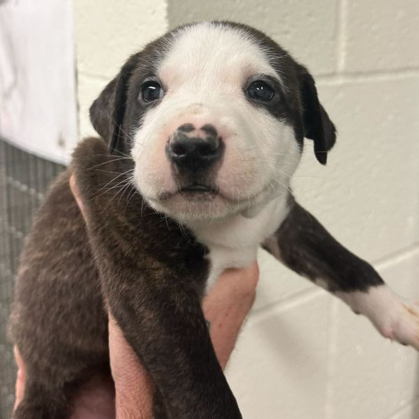 adopt Rudolph (red collar)