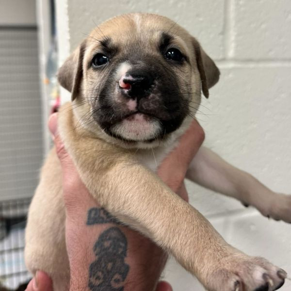 adopt Donner (black collar)