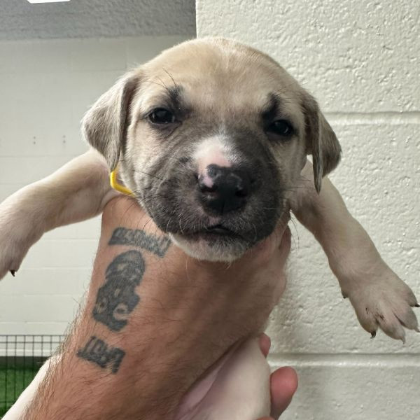 adopt Cupid (yellow collar)