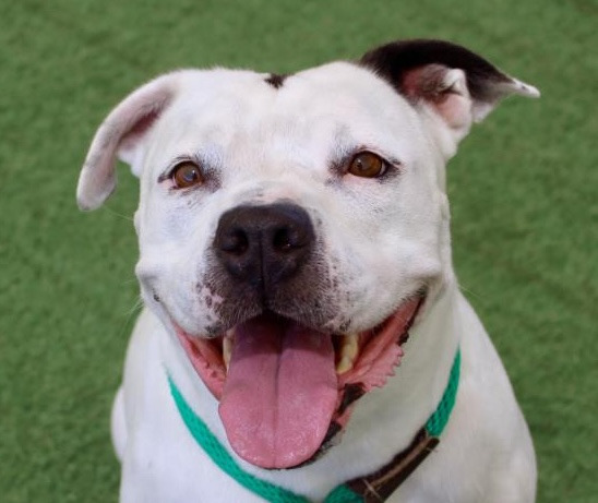 adopt Molly - Adopt Me!